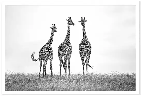 Girafes dans les plaines de Mara - animaux en noir et blanc