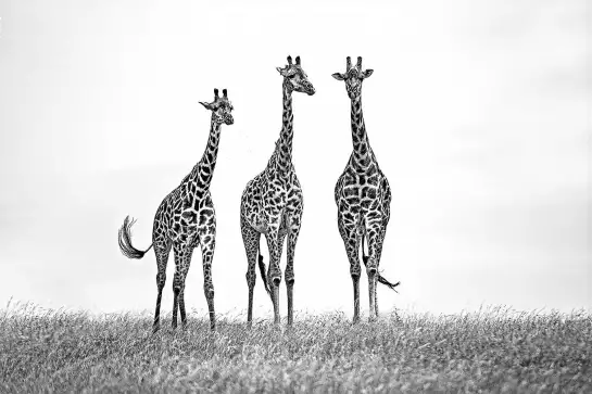 Girafes dans les plaines de Mara - animaux en noir et blanc