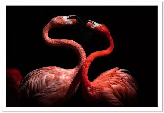 Flamants roses - affiche animaux