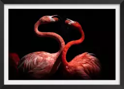 Flamants roses - affiche animaux