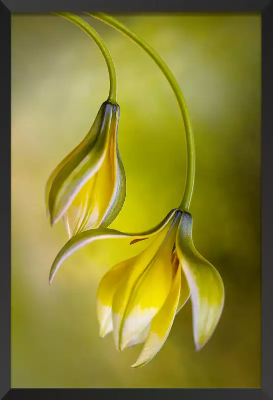 Tulipes inversées - affiche fleurs