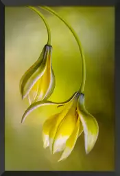 Tulipes inversées - affiche fleurs