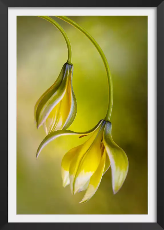 Tulipes inversées - affiche fleurs