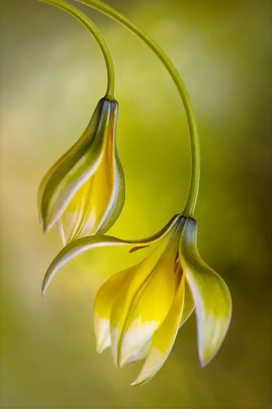 Tulipes inversées - affiche fleurs