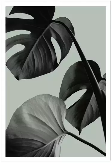Monstera retro - affiche botanique vintage
