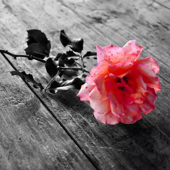 Rosas - tableau fleur rose