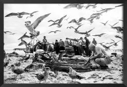 Oiseaux - affiche bord de mer