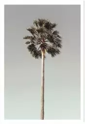 Soleil palmier - affiche botanique vintage