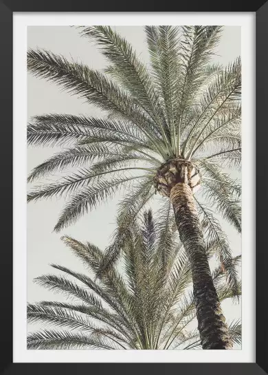 Palmes au paradis - affiche botanique vintage