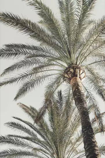 Palmes au paradis - affiche botanique vintage