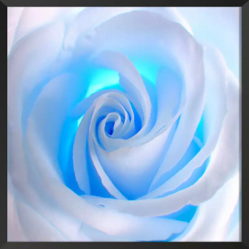 Blue roses - tableau fleur rose