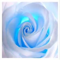Blue roses - tableau fleur rose