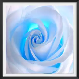 Blue roses - tableau fleur rose