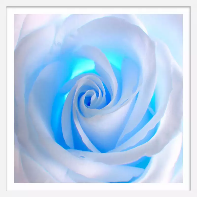 Tableau rose bleue