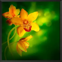 Fleurs orchidée jaune - tableau fleurs moderne