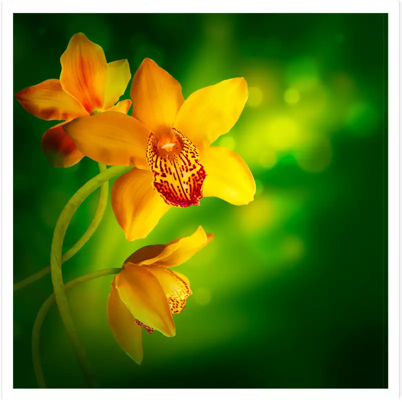 Fleurs orchidée jaune - tableau fleurs moderne