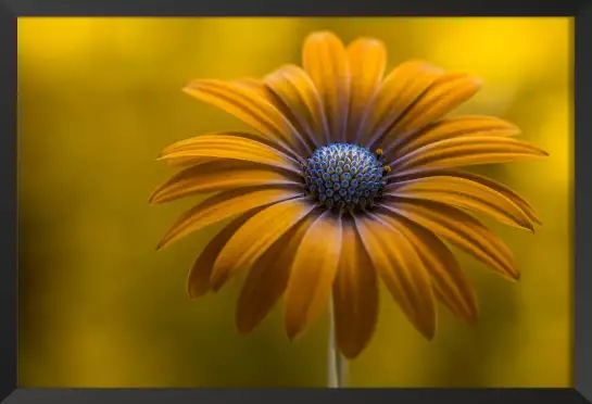 Marguerite de soleil - affiche fleurs