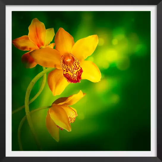 Fleurs orchidée jaune - tableau fleurs moderne