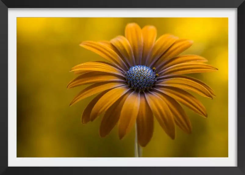 Marguerite de soleil - affiche fleurs