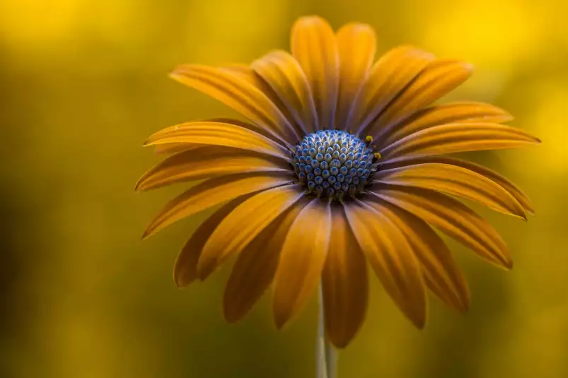 Marguerite de soleil - affiche fleurs