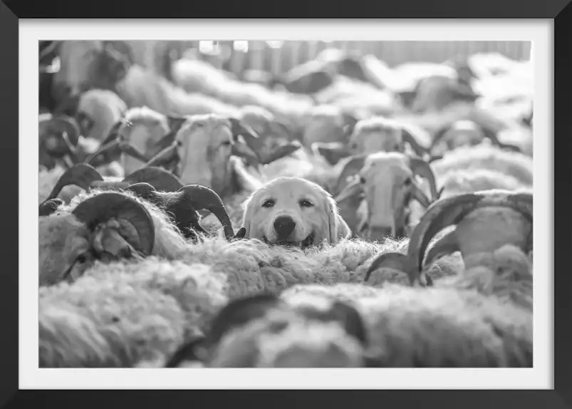 Transhumance - poster des pyrenéees