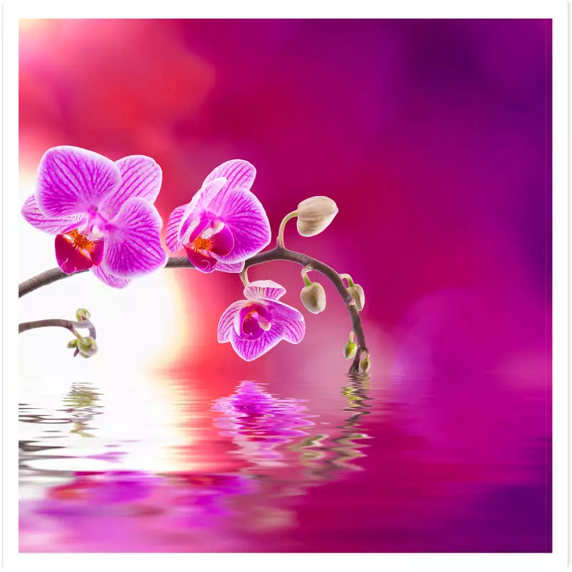 Fleurs orchidée violet - tableau fleurs moderne