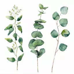 Aquarelle eucalyptus - tableaux peinture