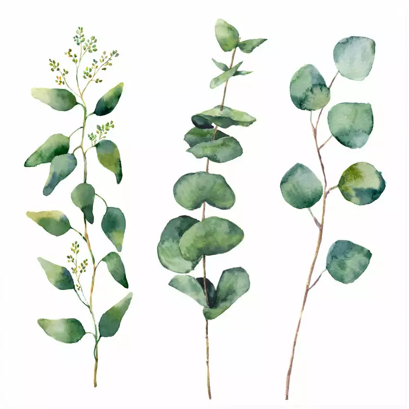 Aquarelle eucalyptus - tableaux peinture