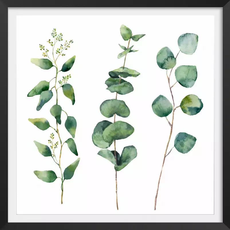 Aquarelle eucalyptus - tableaux peinture