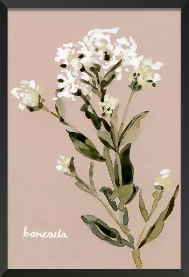 Eupatorium blanc - affiche fleurs