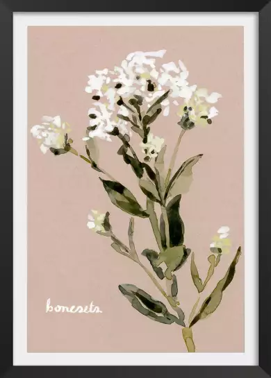 Eupatorium blanc - affiche fleurs