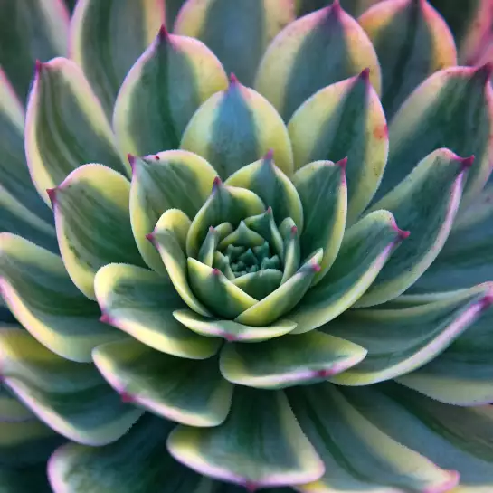 Close up succulente  - poster cactus