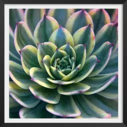 Close up succulente  - poster cactus