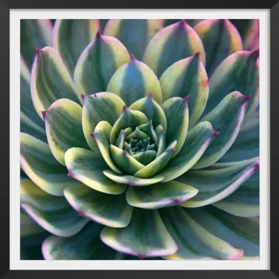 Close up succulente  - poster cactus