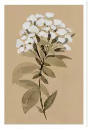 Fleur sauvage blanche - affiche fleurs