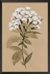 Fleur sauvage blanche - affiche fleurs