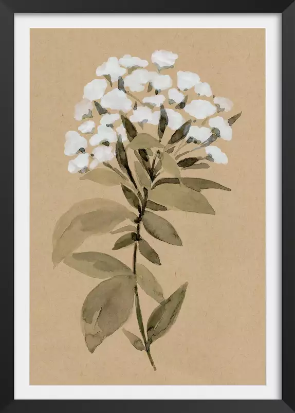 Fleur sauvage blanche - affiche fleurs