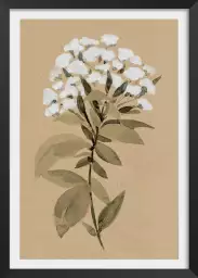 Fleur sauvage blanche - affiche fleurs