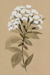 Fleur sauvage blanche - affiche fleurs