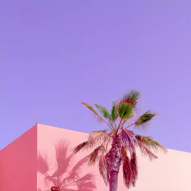 Pink palma - affiches palmiers