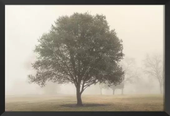 Arbres dans le brouillard - affiche nature