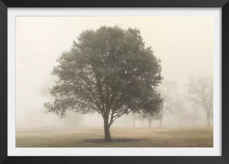 Arbres dans le brouillard - affiche nature