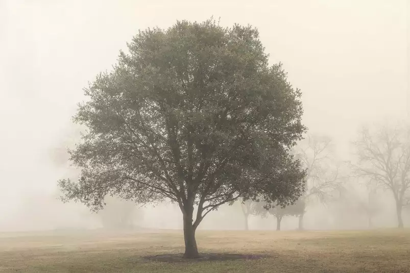 Arbres dans le brouillard - affiche nature