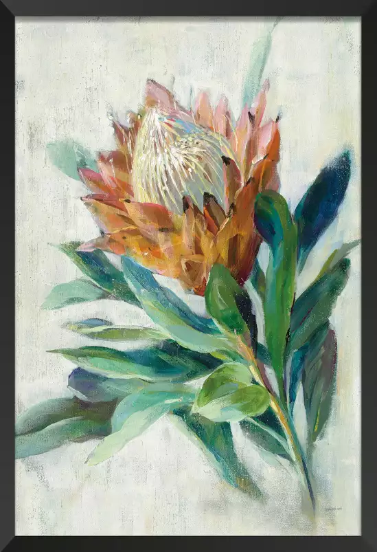 Protea - affiche fleurs