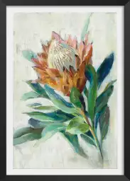Protea - affiche fleurs