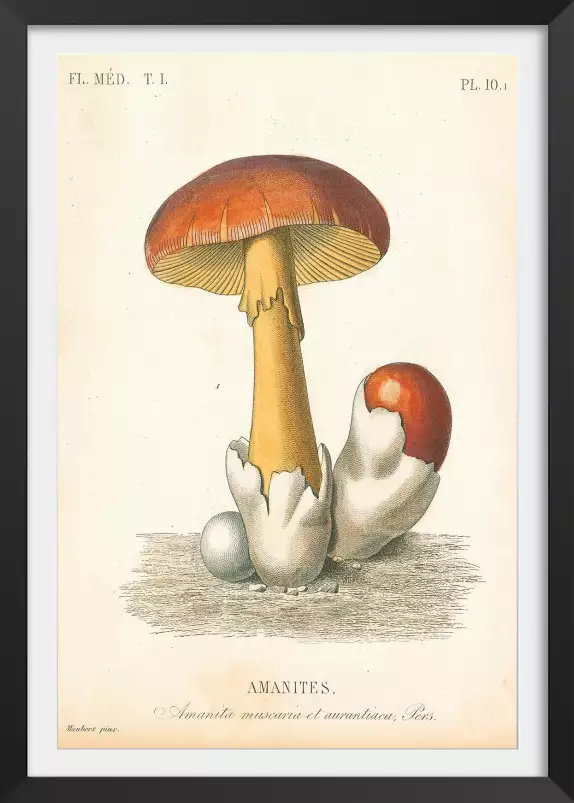 Champignons français - affiche pour cuisine vintage