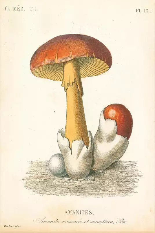 Champignons français - affiche pour cuisine vintage