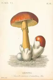 Champignons français - affiche pour cuisine vintage