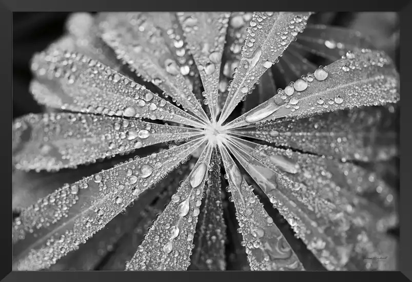 Gouttes de pluie sur le lupin - affiche fleurs