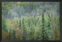 Forêt Nationale - paysage campagne